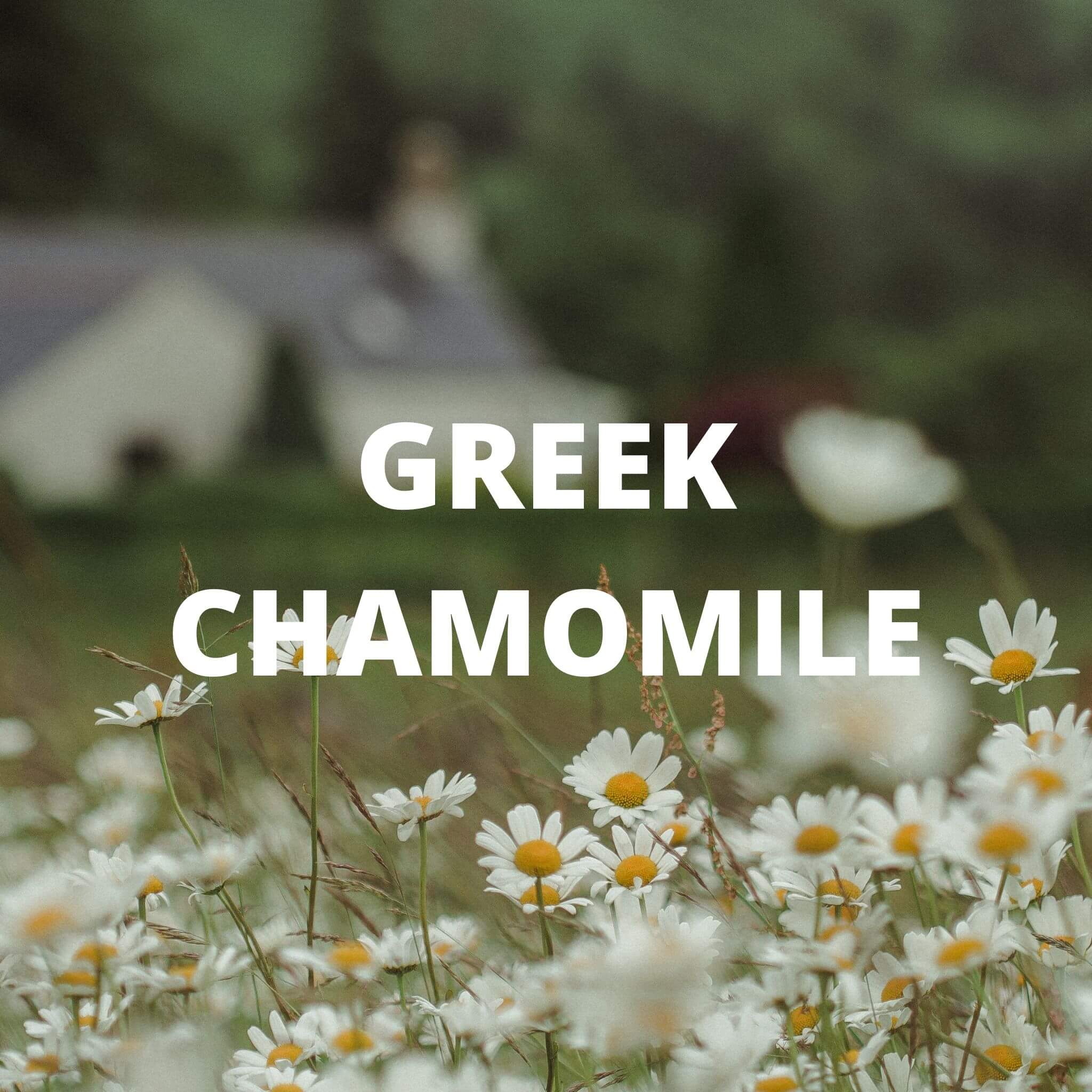 Greek Superherbs Chios Mastic Gum Tea - Image 6