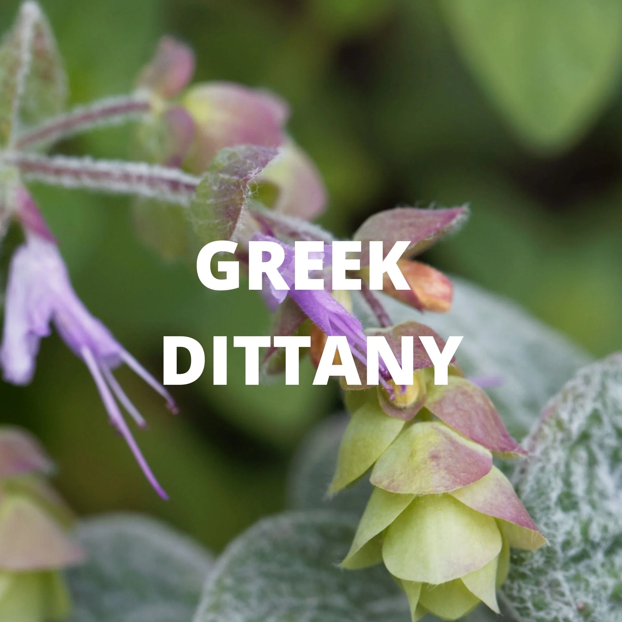 Greek Superherbs Calm Tea - Image 3