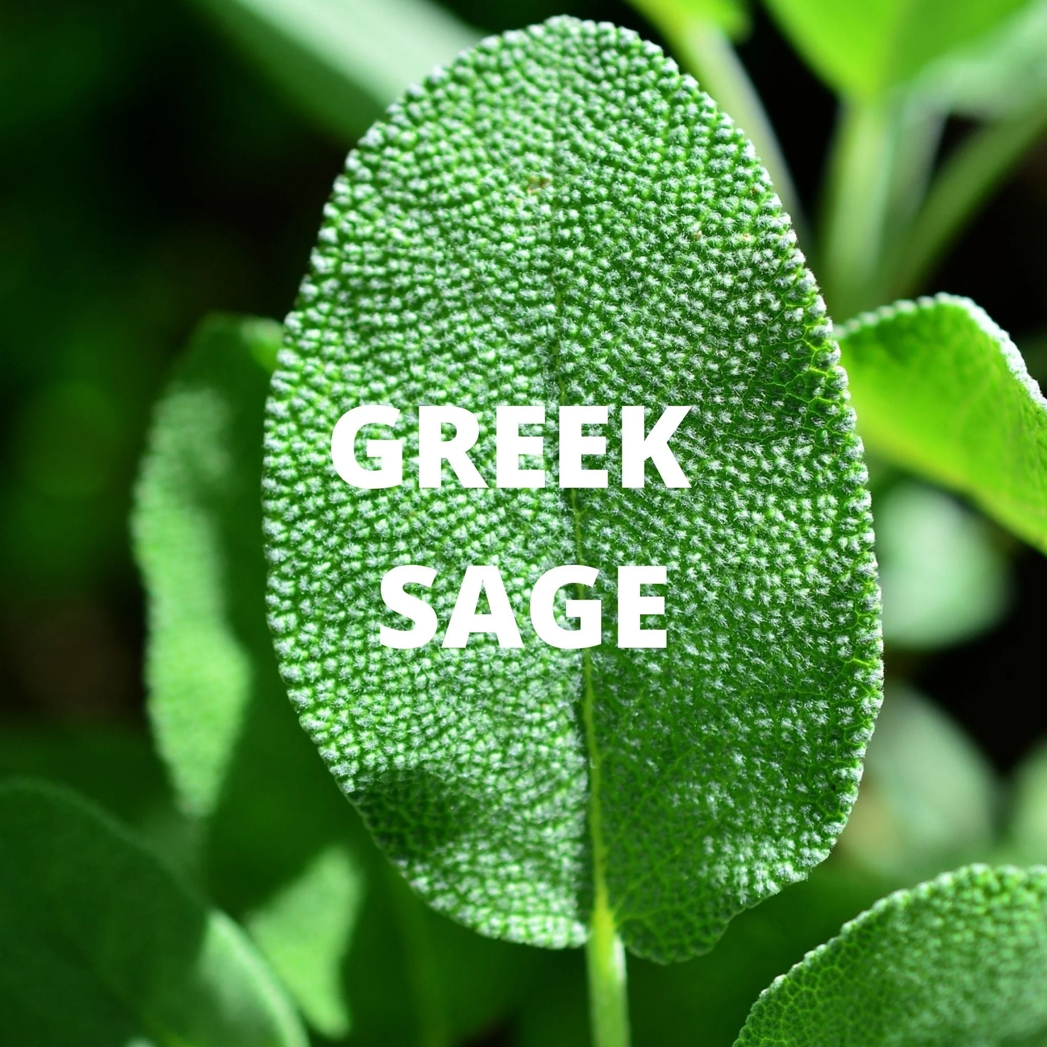 Greek Superherbs Immune Tea - Image 2