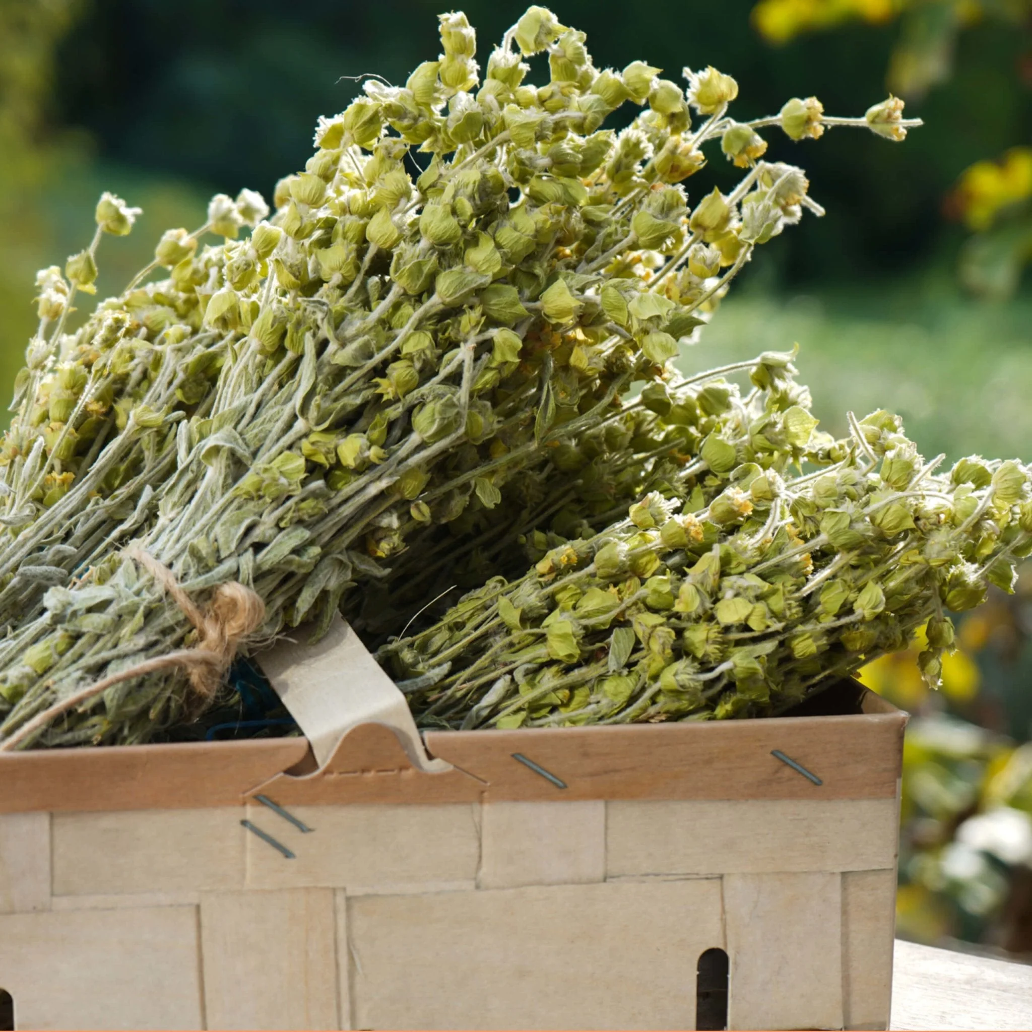 Greek Superherbs Greek Chamomile Tea (Magnesia) - Image 6