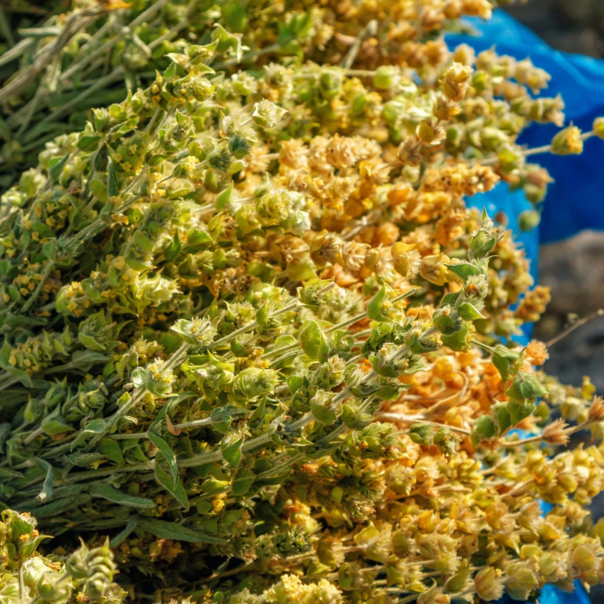 Greek Superherbs Greek Chamomile Tea (Magnesia) - Image 8