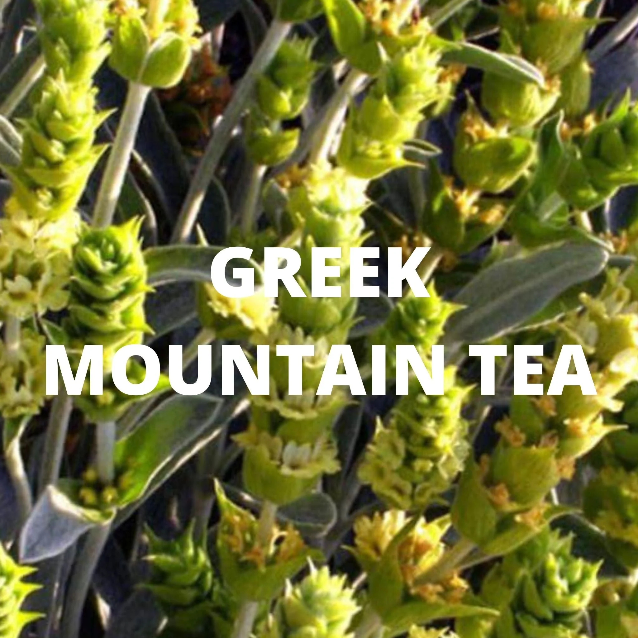 Greek Superherbs Digestion Tea - Image 3