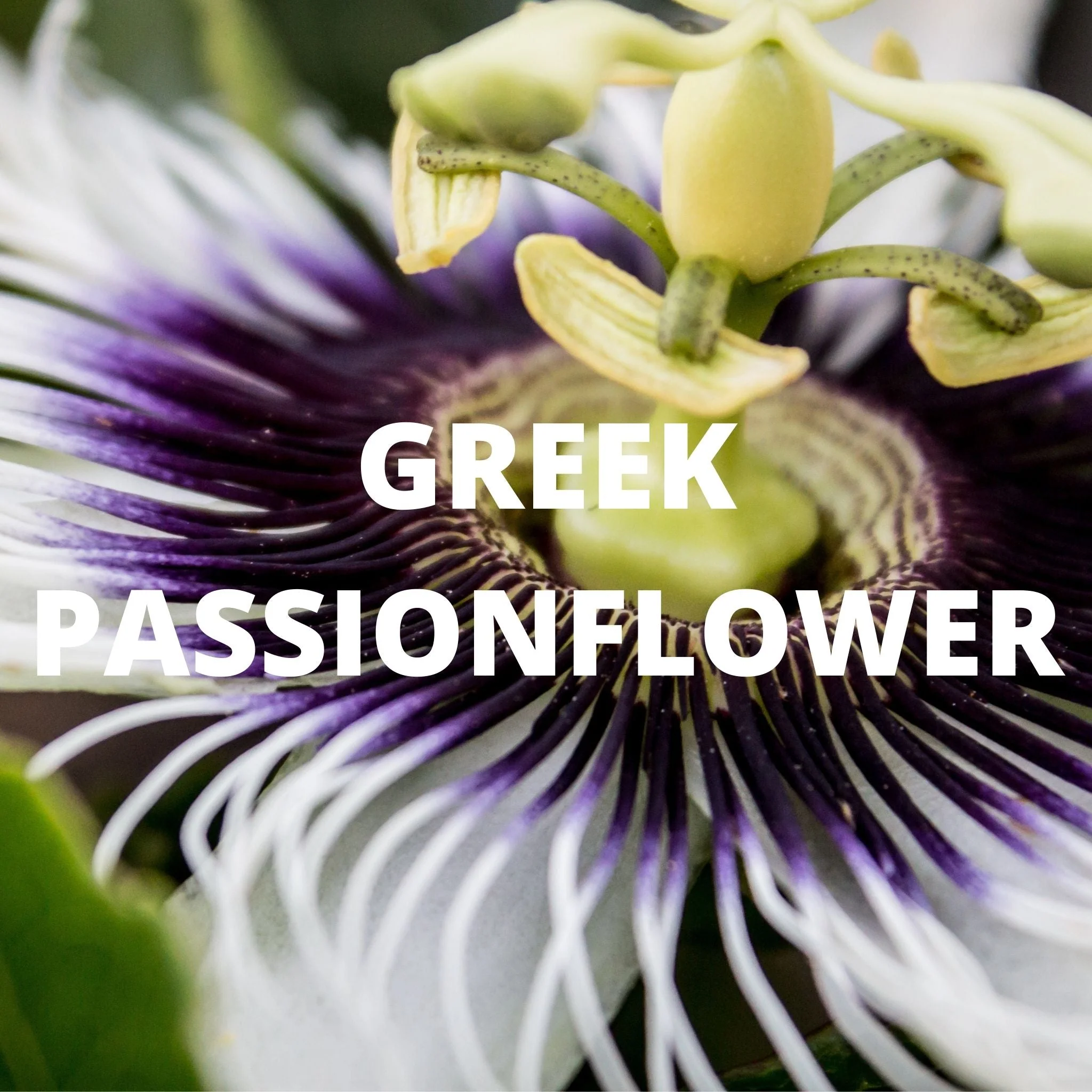 Greek Superherbs Detox Tea - Image 6