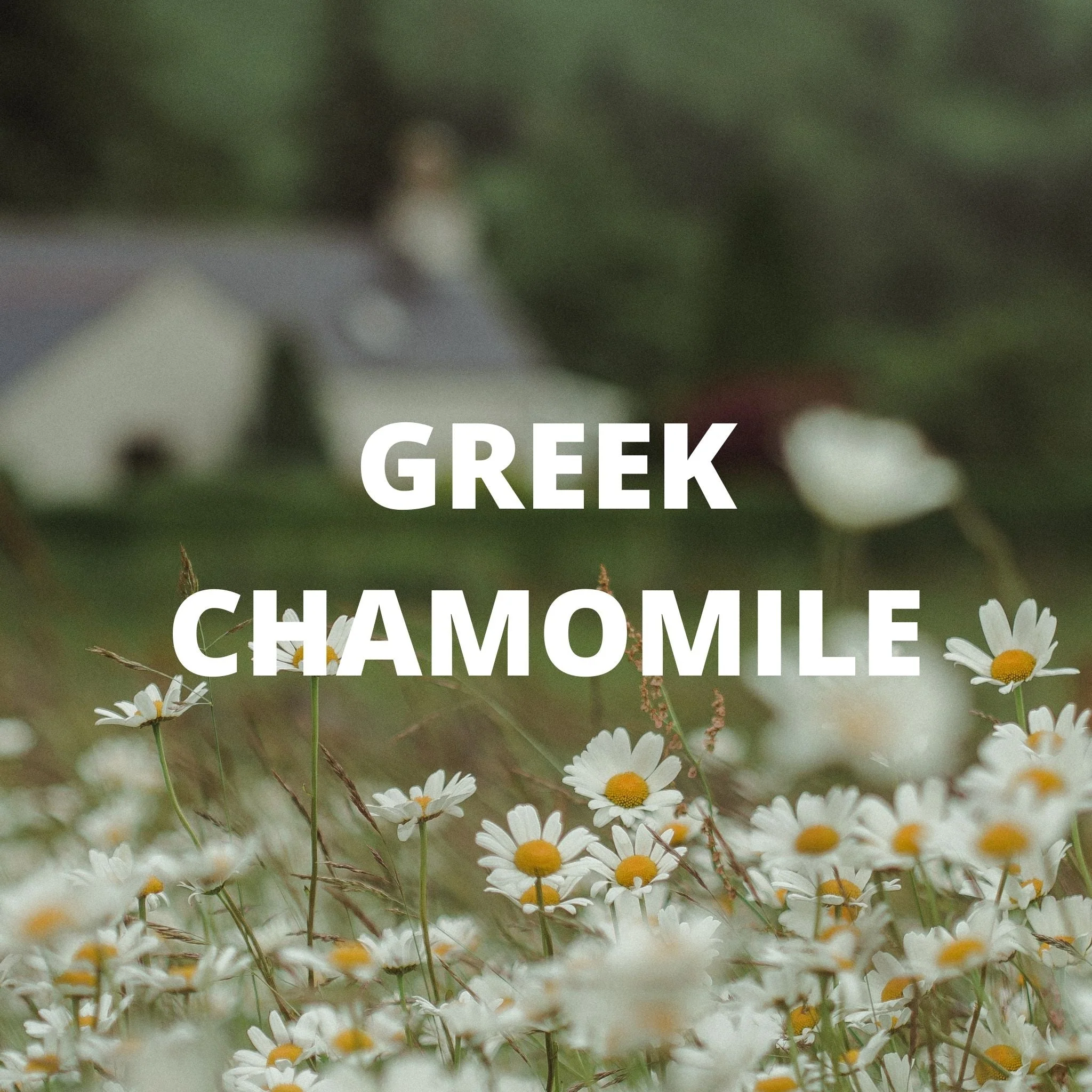 Greek Superherbs Detox Tea - Image 7